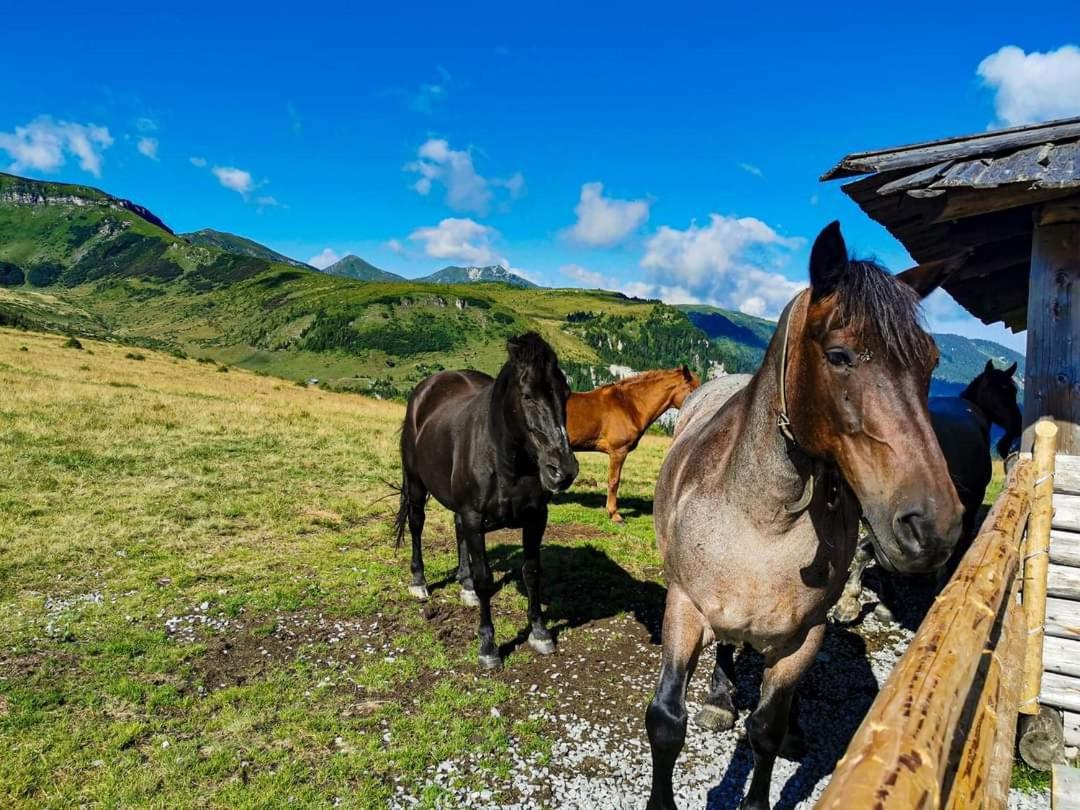 Cabana Cascada Cailor Otel Borşa Dış mekan fotoğraf